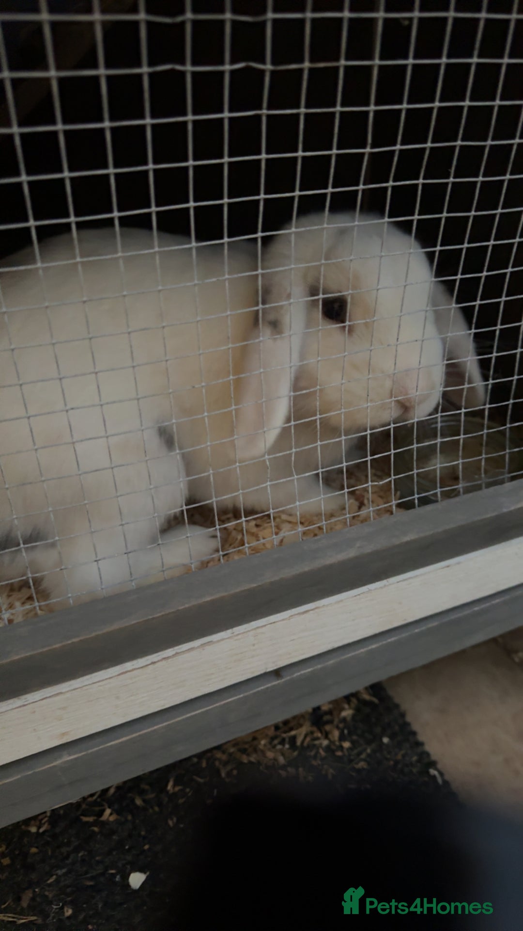 English rabbits for sale: White male rabbit  - Image 2
