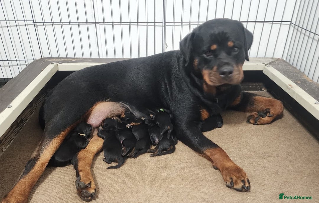 Rottweiler dogs for sale: Beautiful Rottweiler Puppies For Sale 🐾🖤 - Image 11