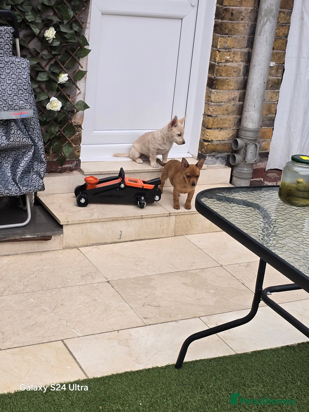 Mixed Breed dogs for sale: Puppy  - Advert 9