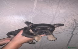 French Bulldog dogs for sale: French bulldog pups  - Image 4