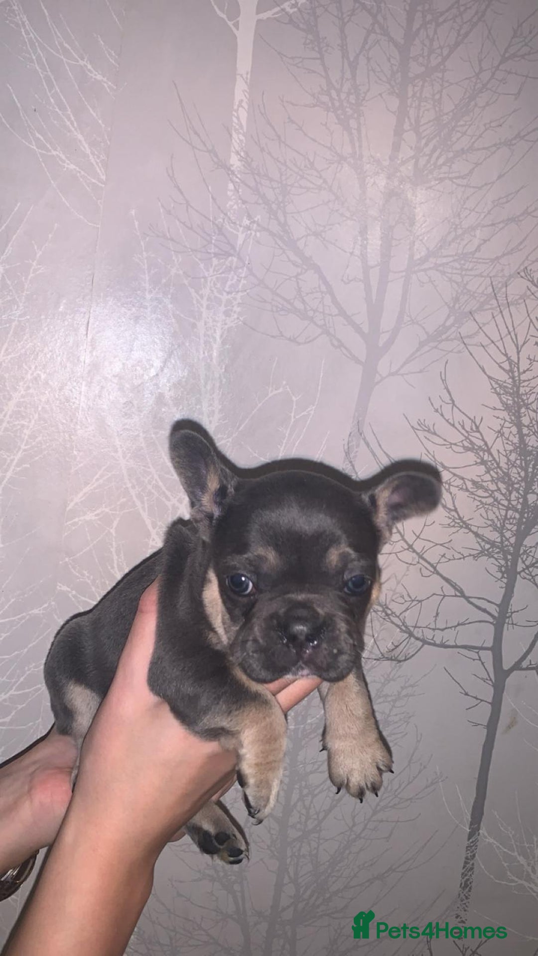 French Bulldog dogs for sale: French bulldog pups  - Image 4