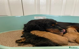 Cockapoo dogs for sale: Outstanding F1 cockapoo - Advert 9