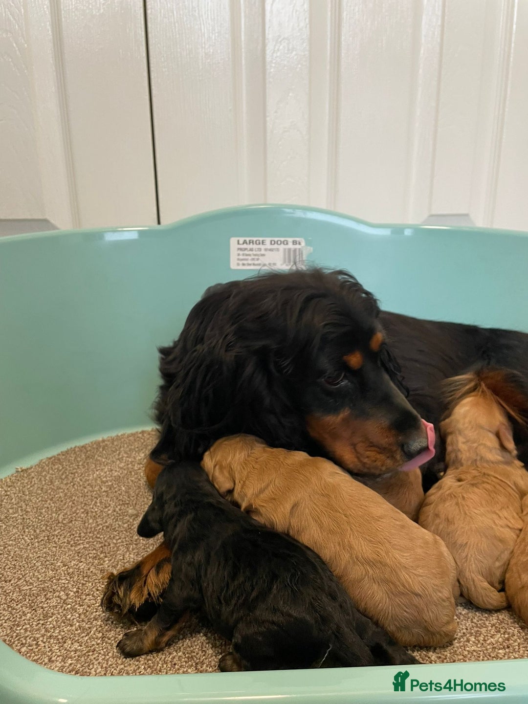 Cockapoo dogs for sale: Outstanding F1 cockapoo - Advert 9