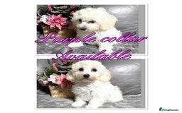Maltipoo dogs for sale: Beautiful Maltipoo💙 boys and girls❤️ pra clear in Newark - Image 15