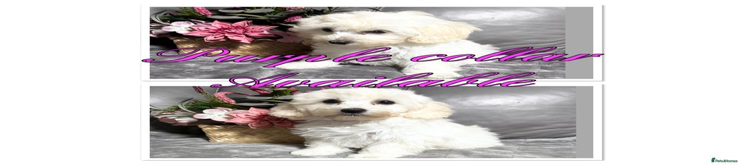 Maltipoo Puppy 6