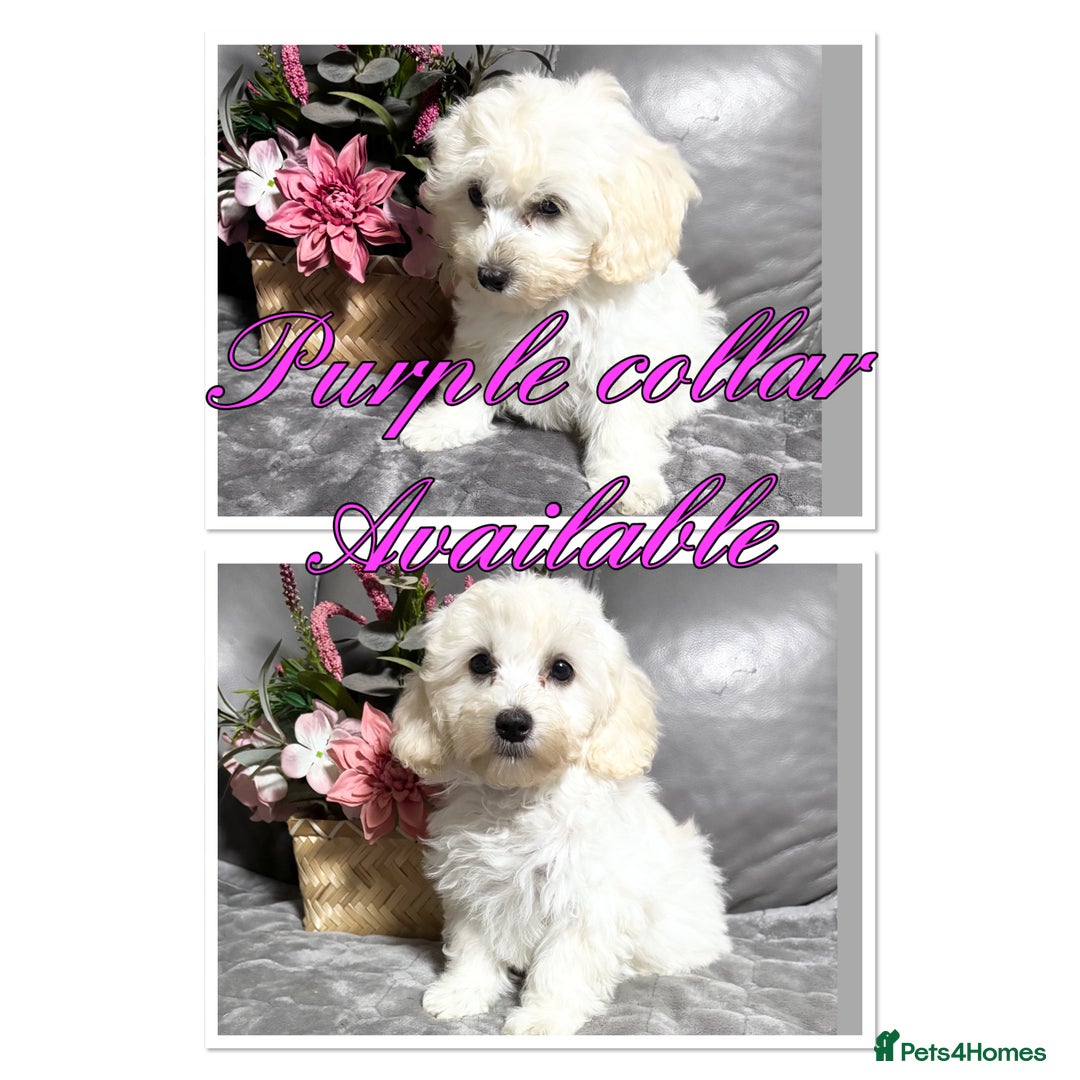 Maltipoo dogs for sale: Beautiful Maltipoo💙 boys and girls❤️ pra clear in Newark - Image 15