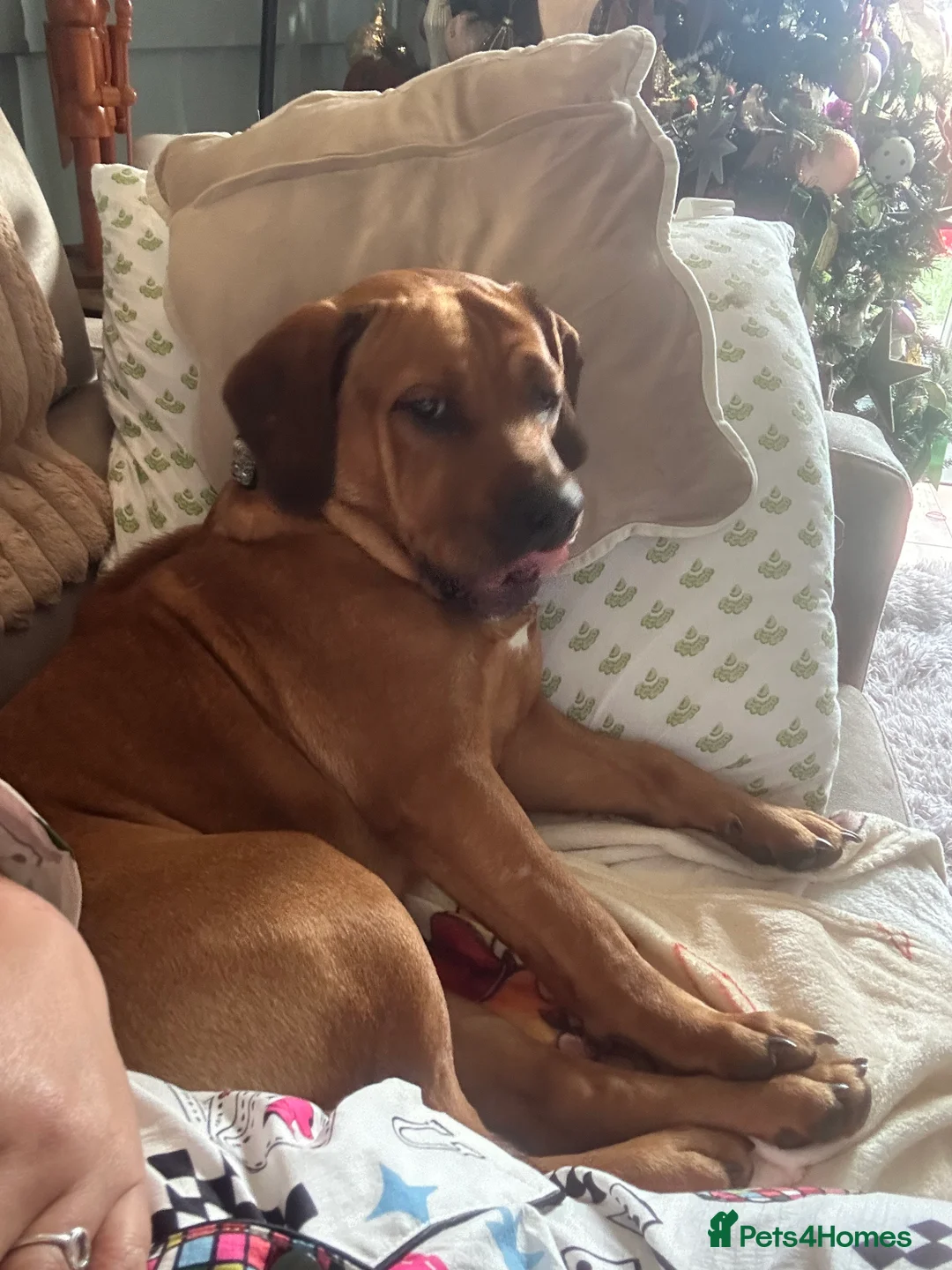 Mixed Breed dogs for sale: 10month old chunk of love - Advert 3