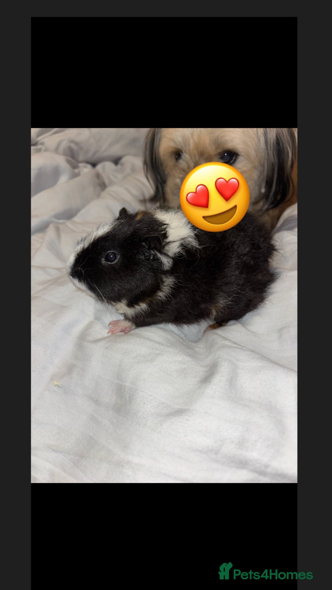 Guinea Pig rodents Elvis The Baby Guinea Pig With Everything You need - Advert 8