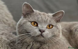 British Shorthair cats for stud: PROVEN! HEALTH TESTED! Stud (07818866006) in Holywell - Image 7