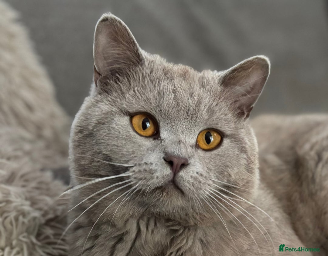 British Shorthair cats for stud: PROVEN! HEALTH TESTED! Stud (07818866006) in Holywell - Image 7