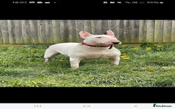 English Bull Terrier dogs for sale: Top Quality English bull terriers! - Image 5