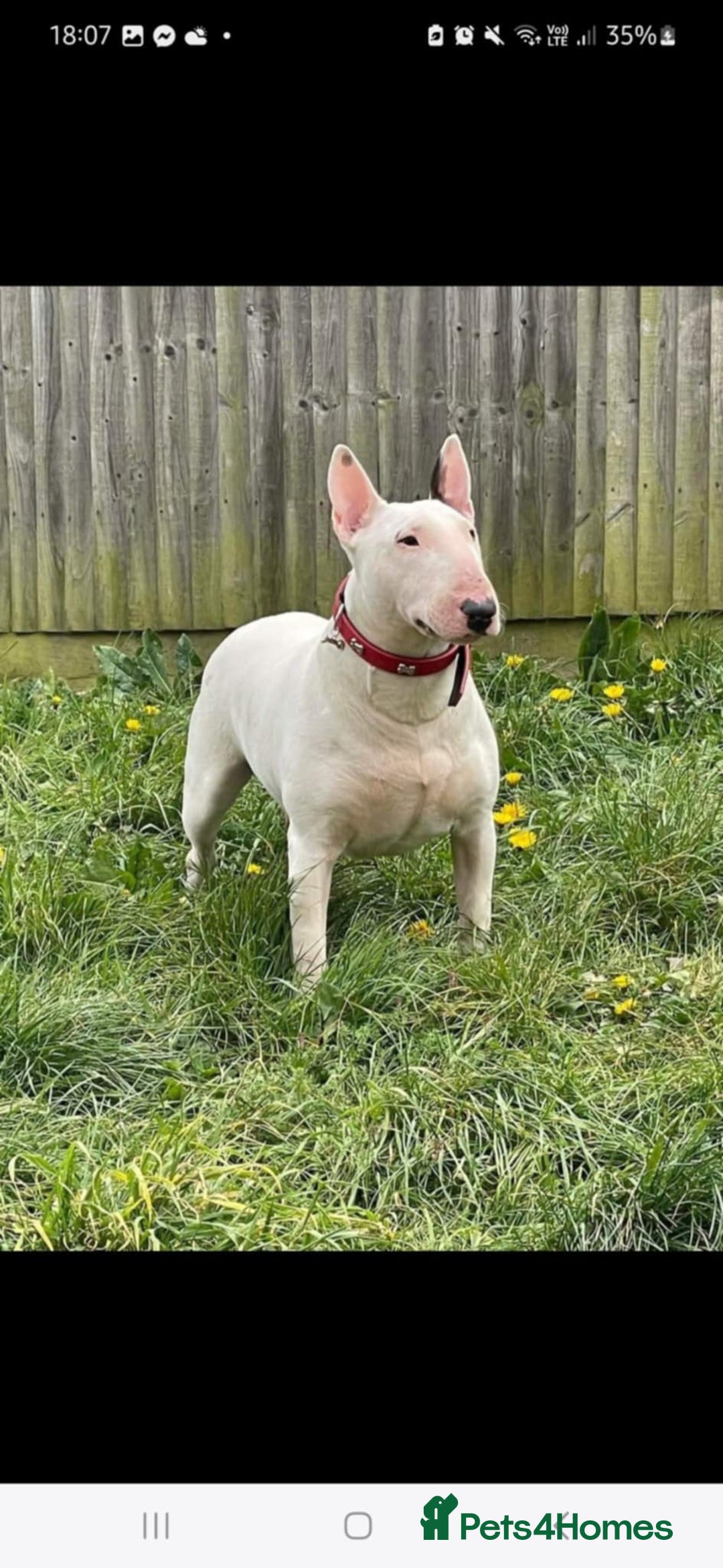 English Bull Terrier dogs for sale: Top Quality English bull terriers! - Image 5