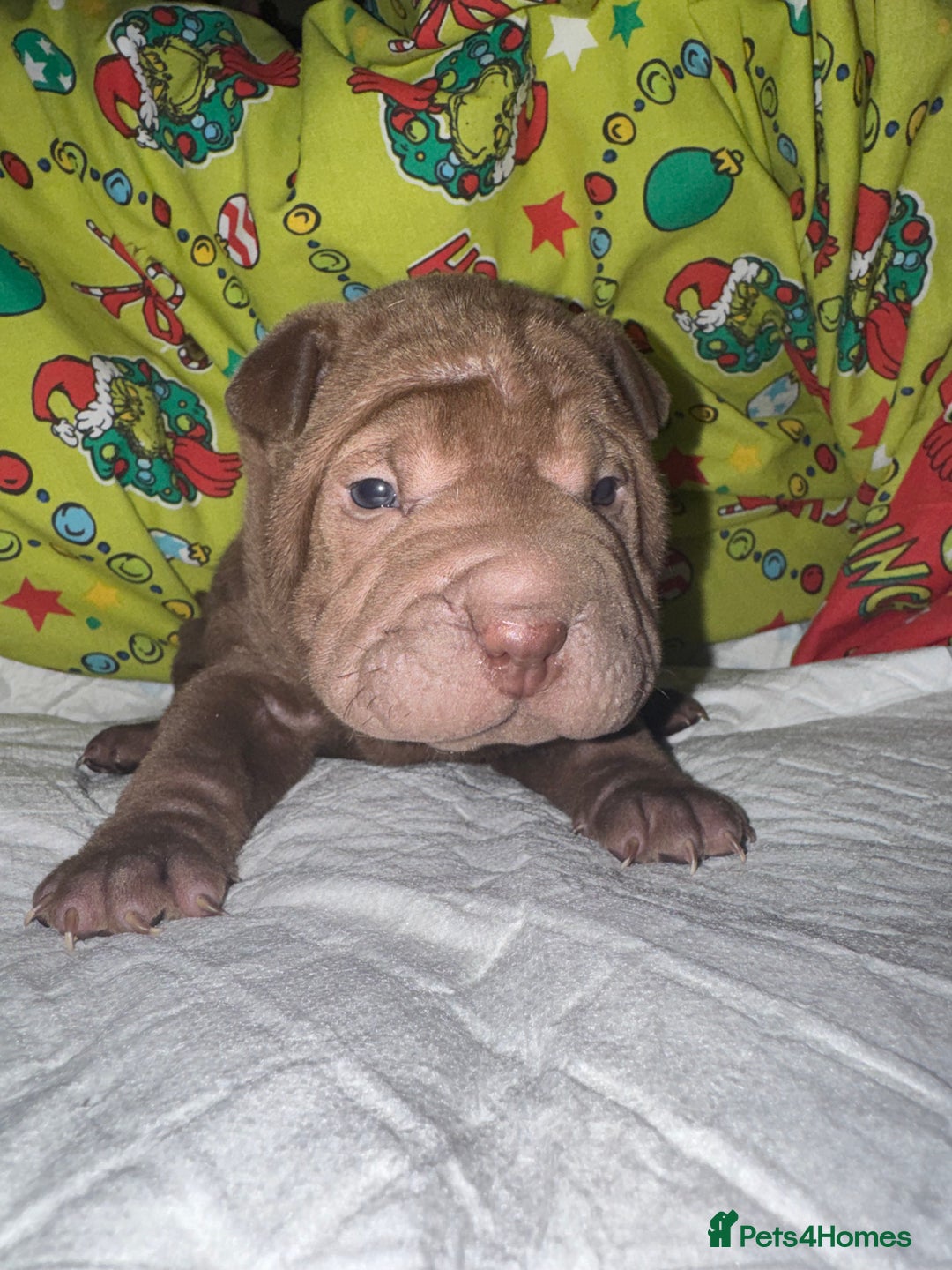 Shar Pei dogs for sale: Shar Pei Puppies For Sale - Advert 5