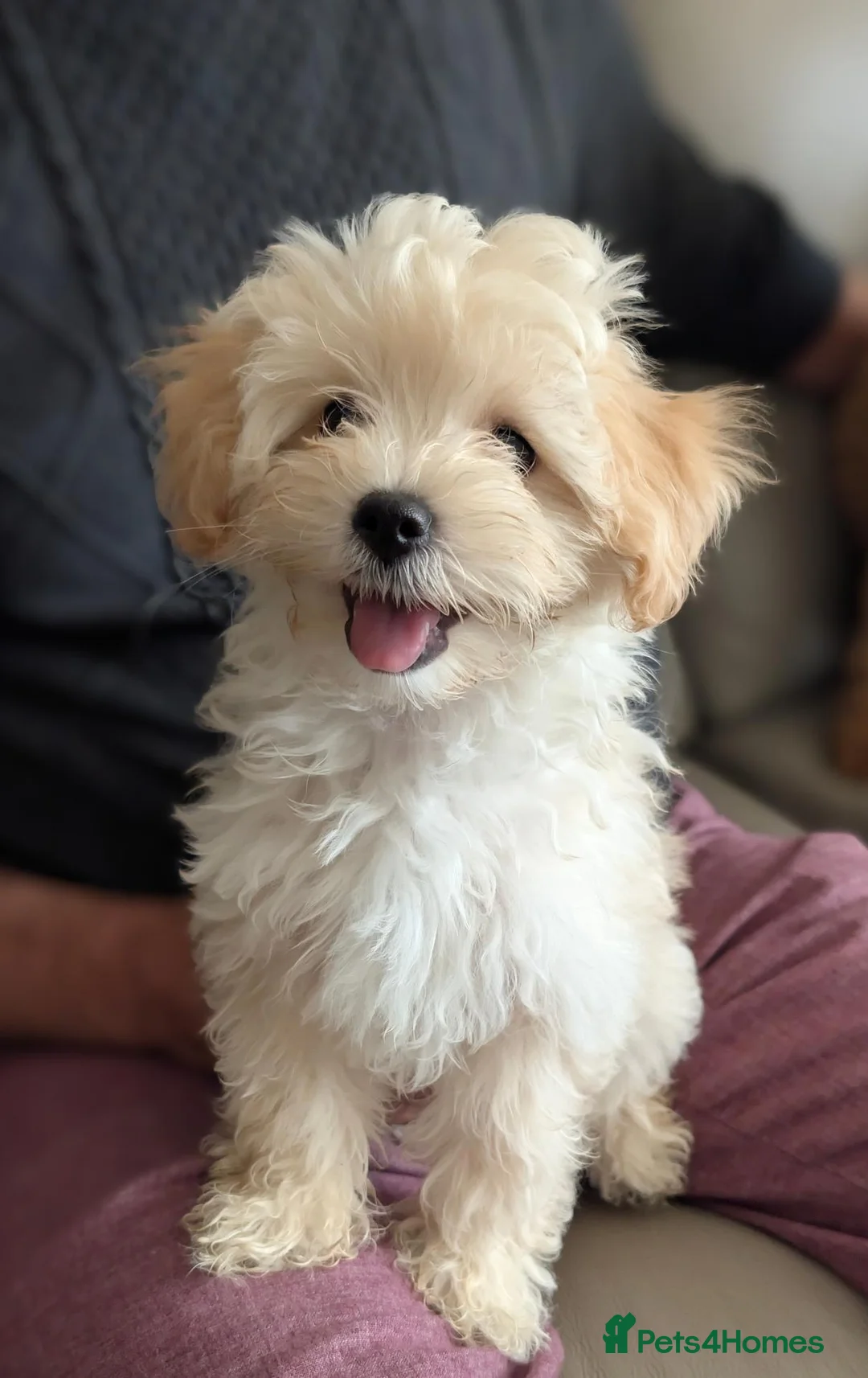 Maltipoo dogs for sale: 2 F1 Maltipoo puppies available  - Advert 2