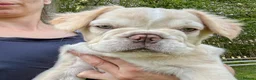 French Bulldog dogs for sale: Ready NOW Adorable Fluffy French Bulldog Puppies - Advert 29