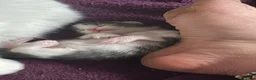 Scottish Fold cats for sale: White Scottish fold long and short hair kittens  - Advert 9