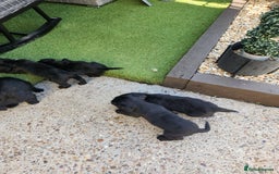 Sprocker dogs for sale: SPROCKER PUPPIES  - Image 22