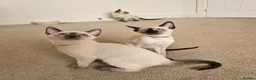 Siamese cats for sale: Wonderful Siamese Kittens Ready to leave - Advert 2
