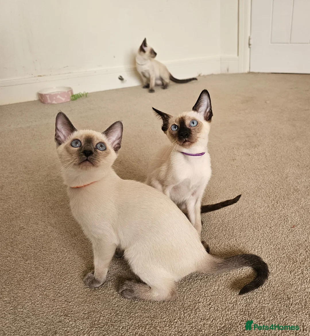 Siamese cats for sale: Wonderful Siamese Kittens Ready to leave - Advert 2