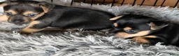 Jack Russell dogs for sale: Black and tan Puppies  - Advert 6