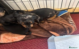 Dachshund dogs for sale: READY to leave dachshund puppy’s for sale  - Image 20