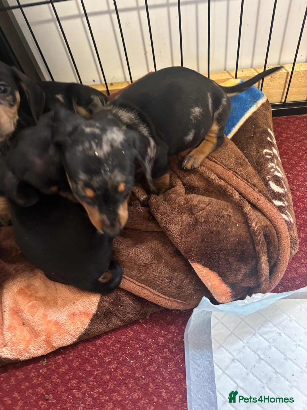 Dachshund dogs for sale: READY to leave dachshund puppy’s for sale  - Image 20