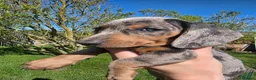 Dachshund dogs for sale: Standard KC Dachshunds  - Advert 7