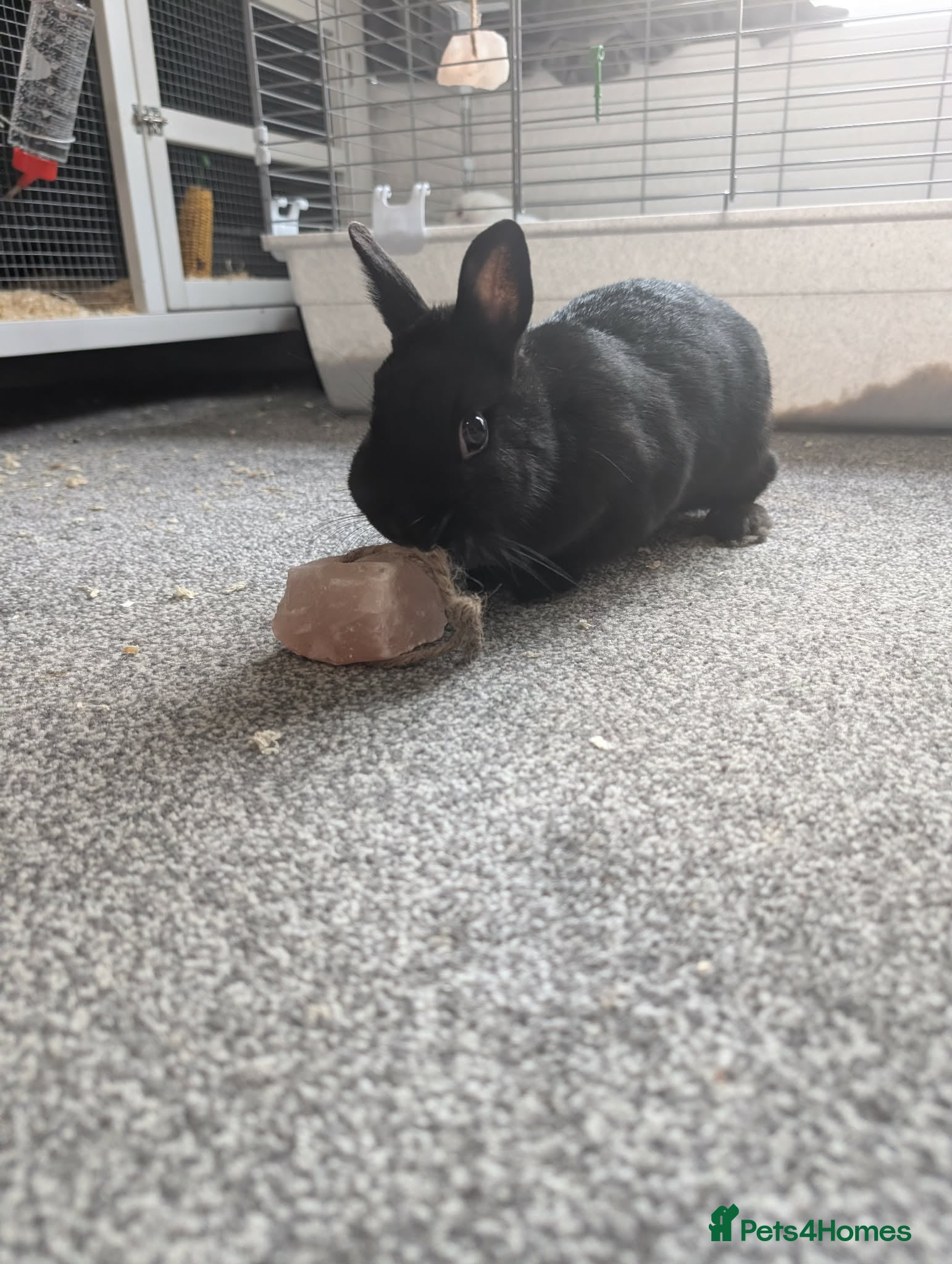 Netherland Dwarf rabbits Bonded pair of black Netherland dwarfs  - Advert 1