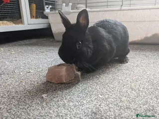 Netherland Dwarf rabbits Bonded pair of black Netherland dwarfs - Advert 5