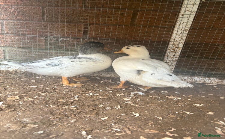 Ducks poultry - Advert 16