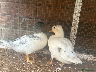 Ducks poultry - Advert 12