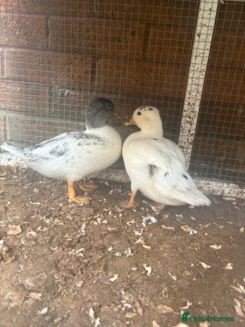 Ducks poultry - Advert 9