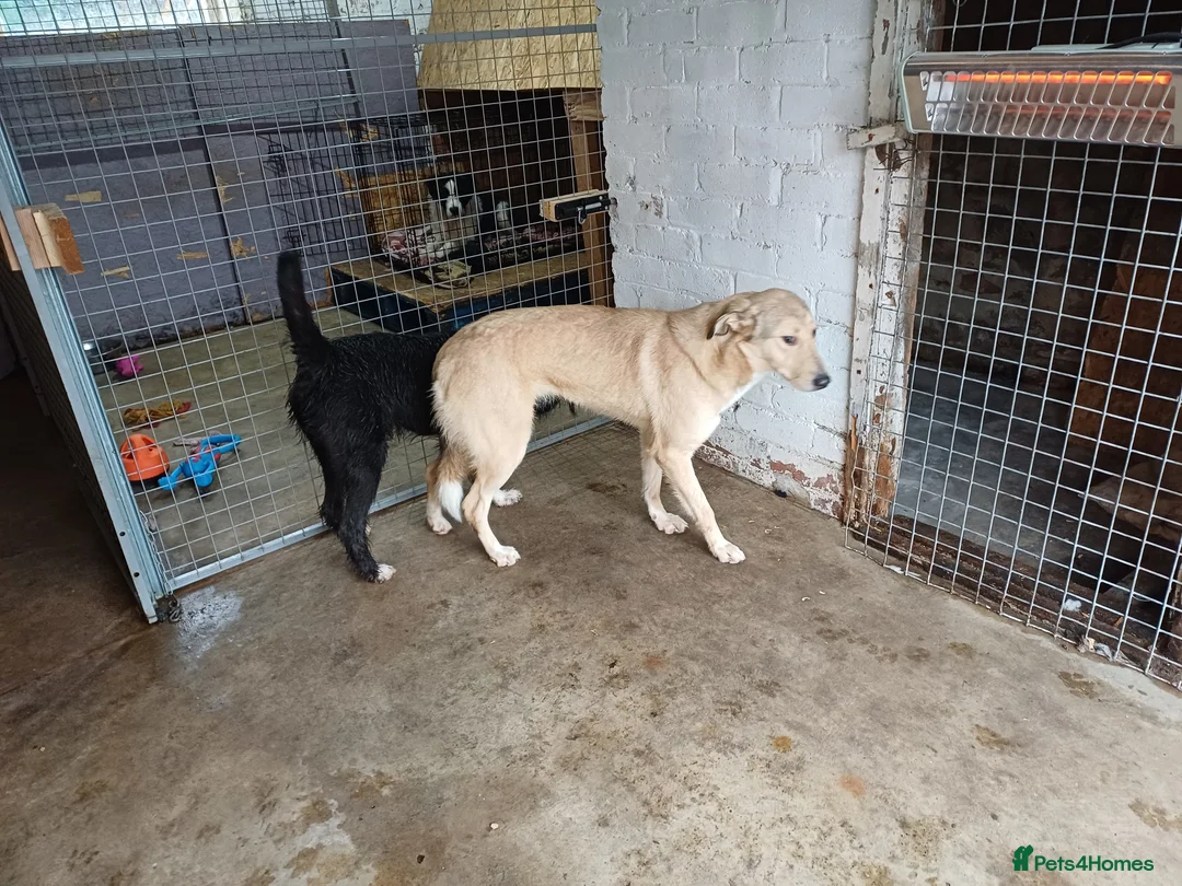 Mixed Breed dogs for adoption: 🐾 CANDY 🍯 A Gentle Soul Learning to Trust Again - Advert 12