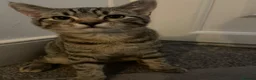 Mixed Breed cats for sale: Bengal×BritishShorthair Mixed Kittens- Male&Female - Advert 8