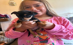 Jack Russell dogs for sale: Gorgeous Jack Russell Puppies - Image 14