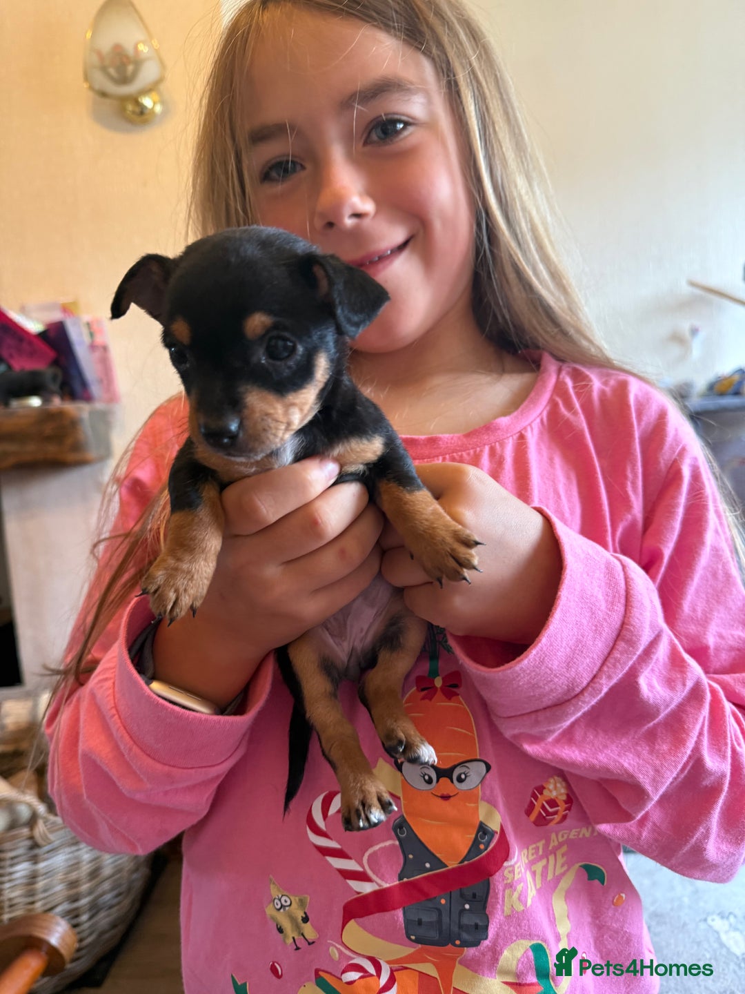 Jack Russell dogs for sale: Gorgeous Jack Russell Puppies - Image 14