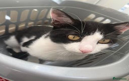 British Shorthair cats for sale: Male cat  - Image 6