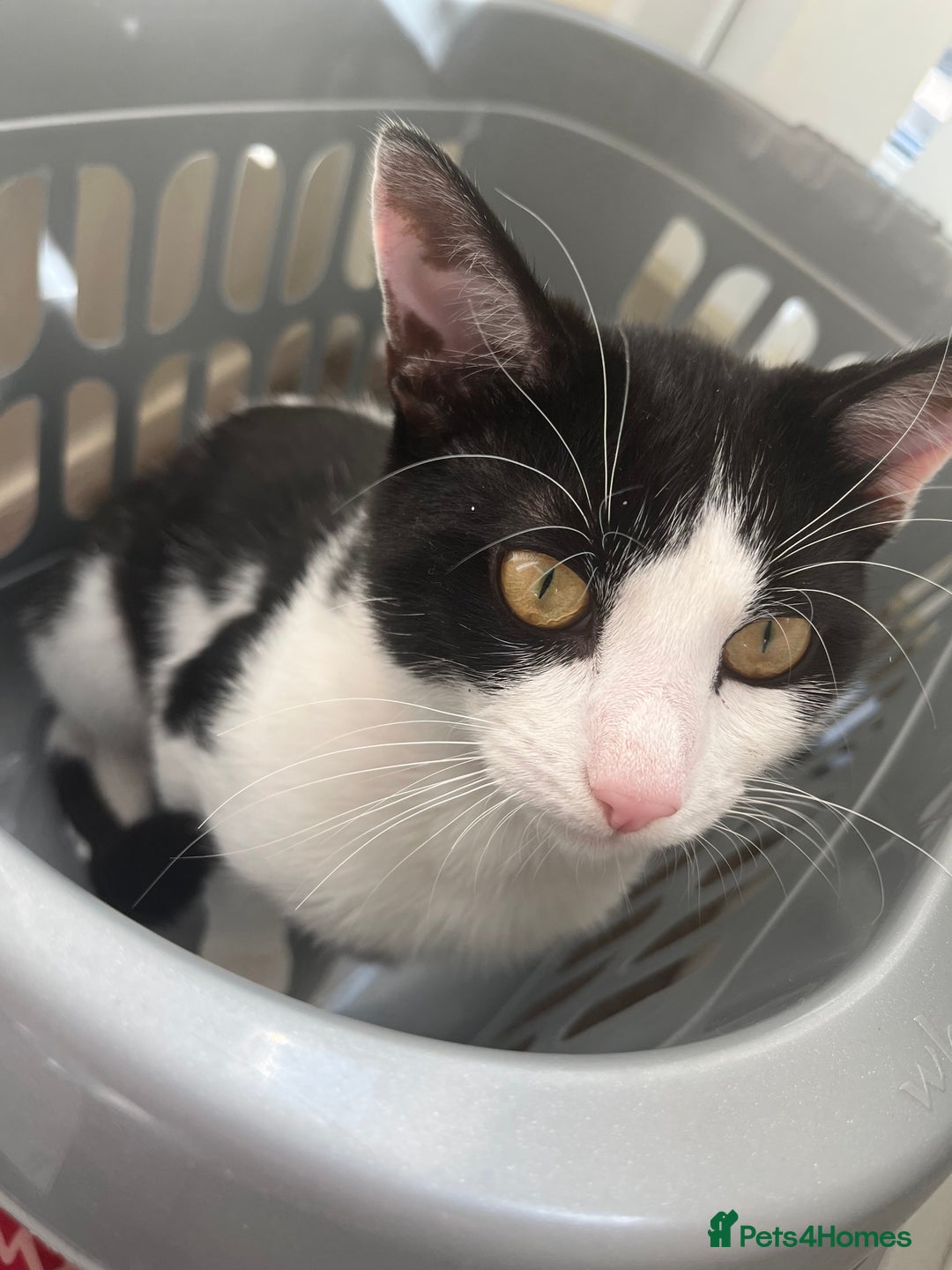 British Shorthair cats for sale: Male cat  - Image 6