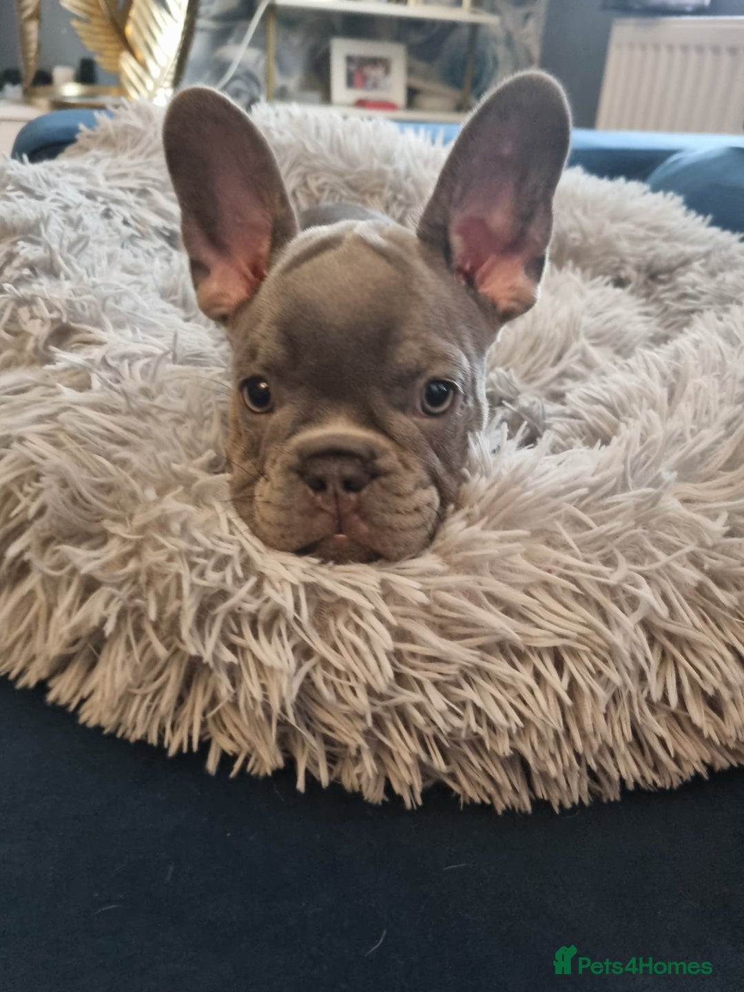 French Bulldog dogs for sale: beautiful frenchies - Image 4