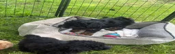 Mixed Breed dogs for sale:  STUNNING RARE  PHANTOM TOY X MINITURE POODLE - Advert 6