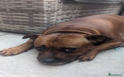 Staffordshire Bull Terrier dogs for sale: Red Staffordshire bull terrier pups  - Image 8