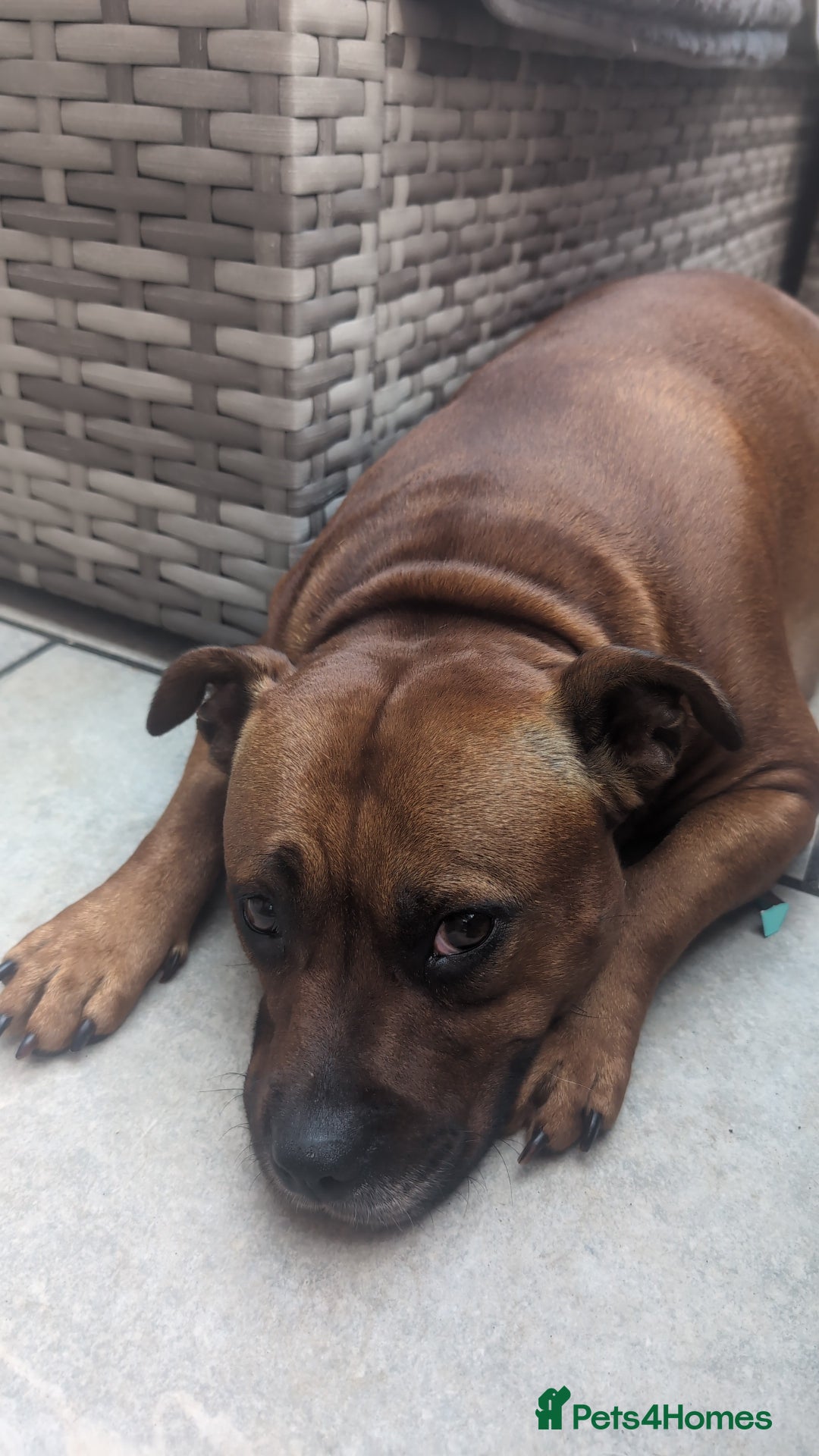 Staffordshire Bull Terrier dogs for sale: Red Staffordshire bull terrier pups  - Image 8