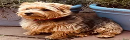 Norfolk Terrier dogs for sale: Norfolk Terrier Puppies for Sale – 1 Bitch 3 Dogs - Advert 8