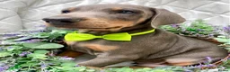 Dobermann dogs for sale: *KC REGISTERED* HEALTH TESTED DOBERMAN PUPPIES* - Advert 8