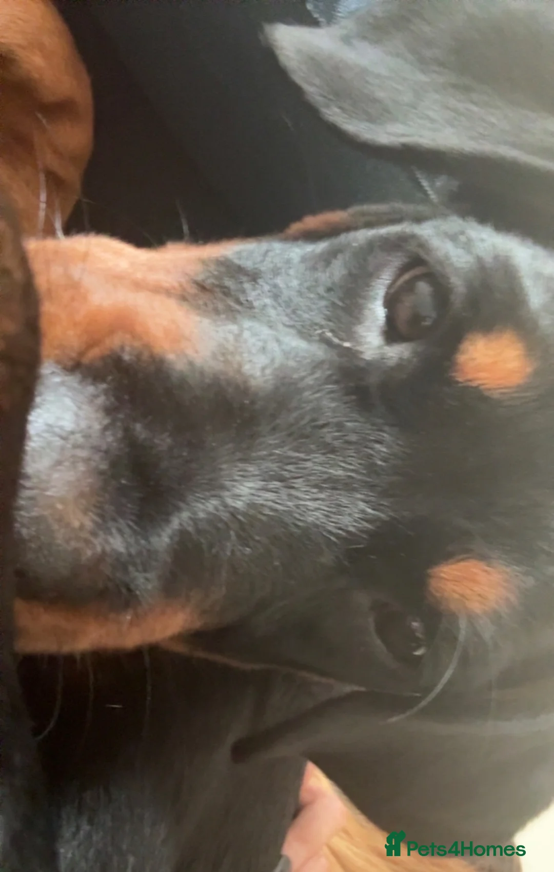 Rottweiler dogs for sale: Amazingly trained, loving, sweet girl - Advert 5