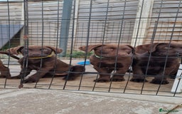 Labrador Retriever dogs for sale: KC REG.. READY NOW!. CHOCOLATE LABRADOR  - Image 25