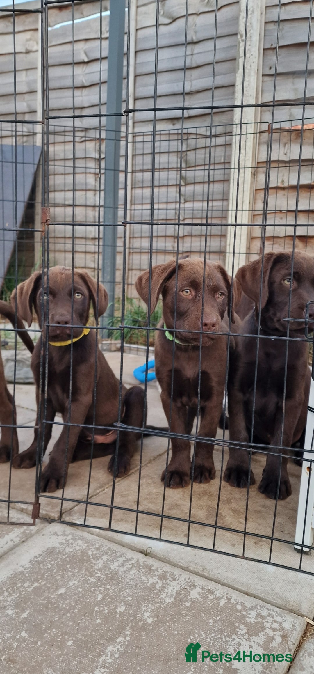 Labrador Retriever dogs for sale: KC REG.. READY NOW!. CHOCOLATE LABRADOR  - Image 25