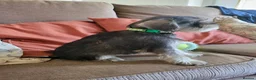 Miniature Schnauzer dogs for sale: Lovely miniature schnauzer's - Advert 6