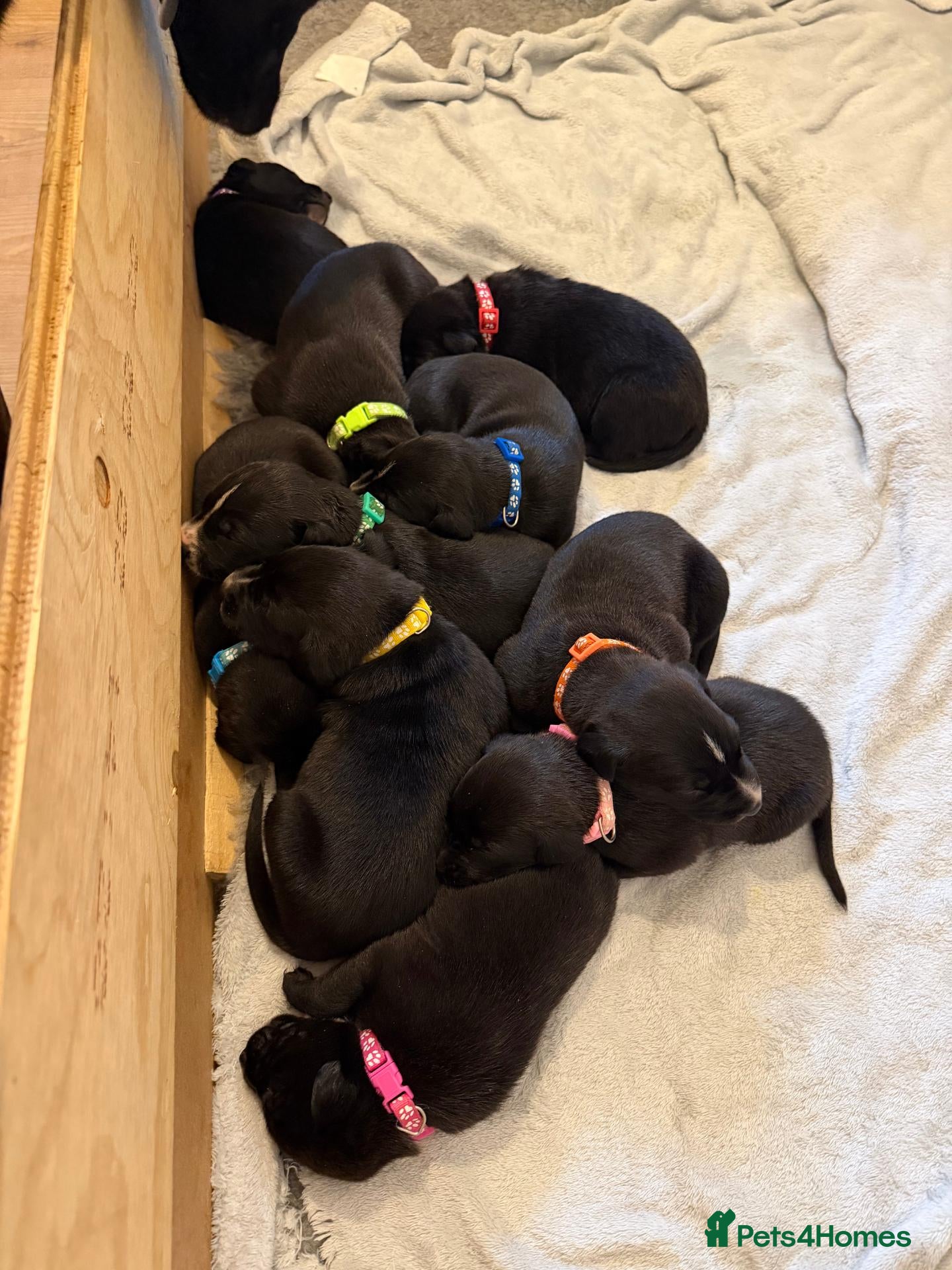 Mixed Breed dogs for sale: Dalmatian × Belgian Malinois- Loving, Active Homes - Advert 2