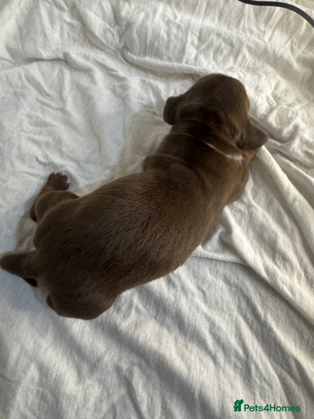 Miniature Dachshund dogs for sale: 6 Miniature Dachshund babies - Image 11